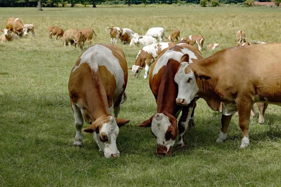 Ruminants