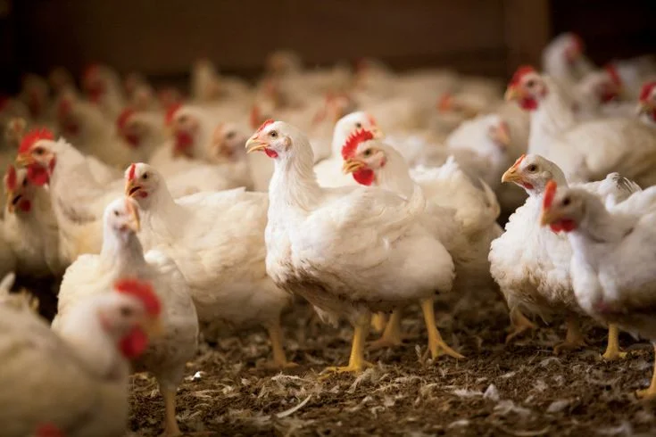 Poultry